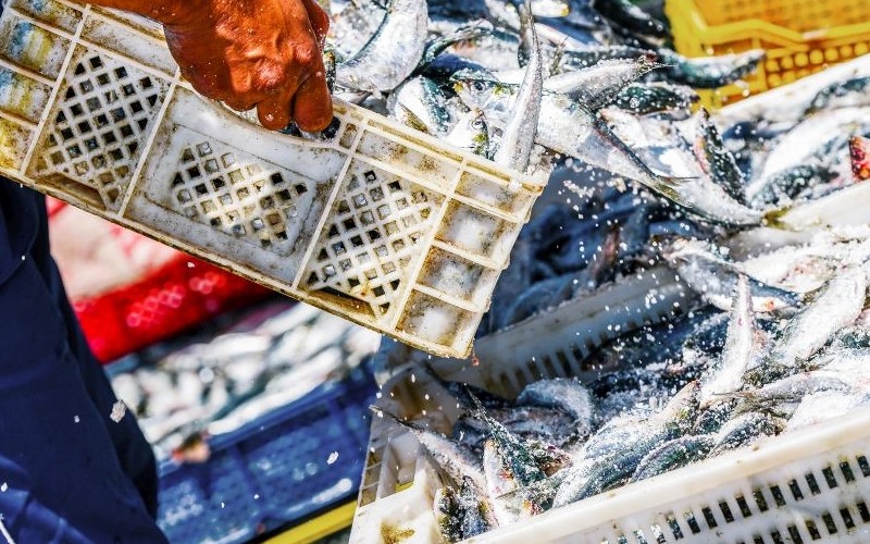 "Guardian": Blockchainy mogą ograniczyć oszustwa popełniane w rybołówstwie