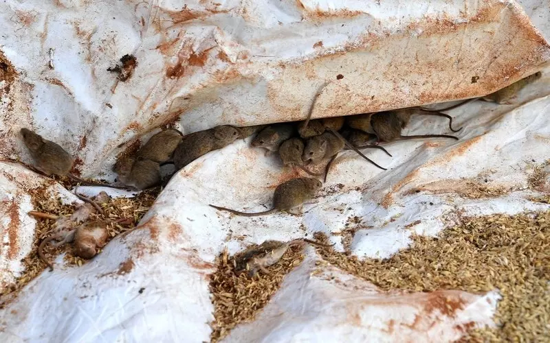 Australia: Rolnicy walczą z rekordową plagą myszy