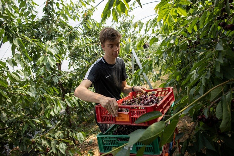 Veg pickers being ‘paid £20 an hour’ thanks to Brexit and Covid