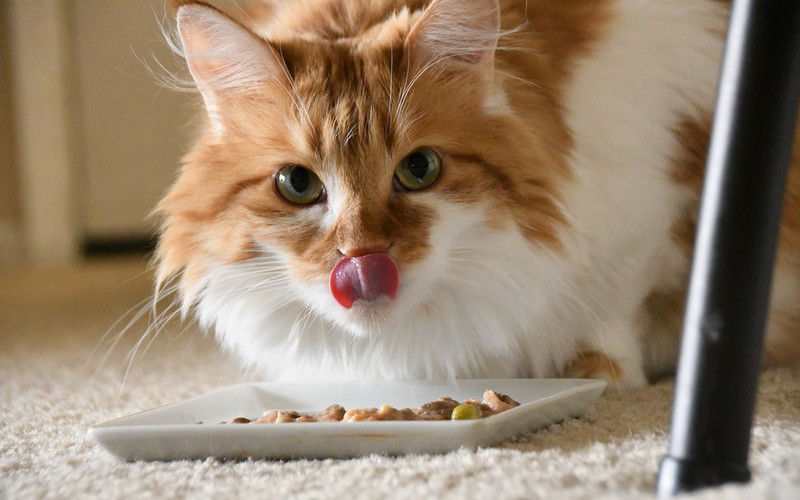 Shops recall pet food linked to rare cat disease