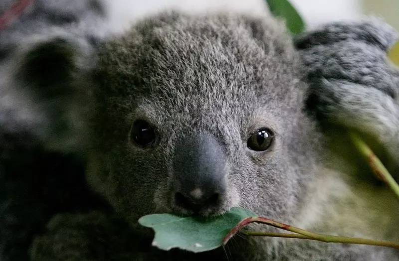 Australia: Koalas may be on the list of endangered animals