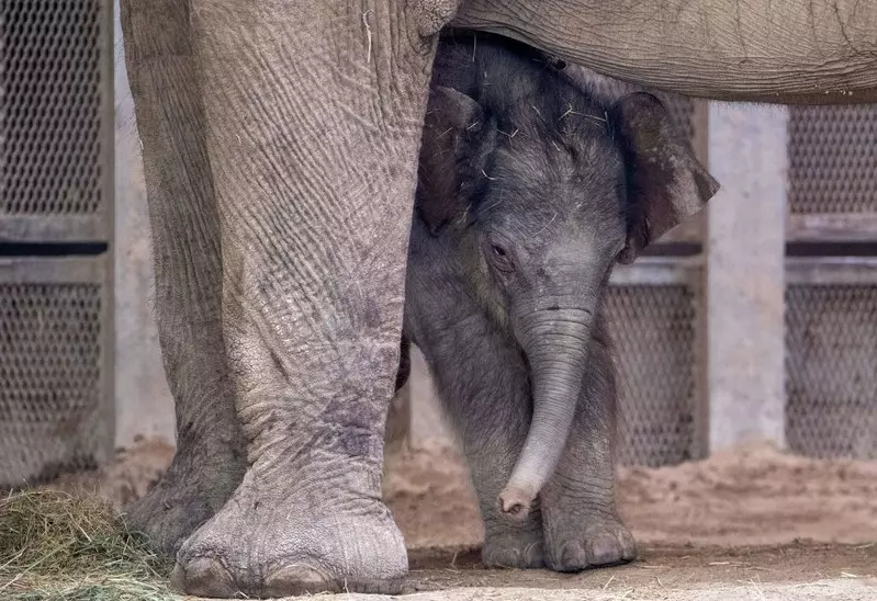 UK zakaże obecności słoni w ogrodach zoologicznych