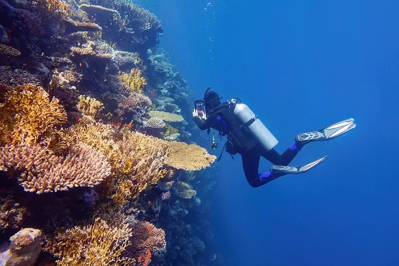 UNESCO chce wpisać Wielką Rafę Koralową na listę zagrożonego dziedzictwa