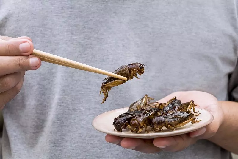 You can already eat insects in Portugal