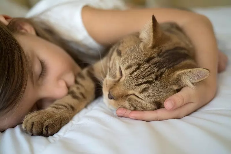 Badanie: Dwie trzecie kotów łapie Covid. "Zwłaszcza jeśli dzielą łóżko z właścicielem"