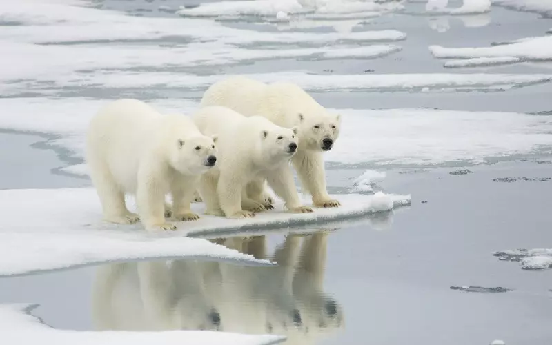 Norwegia: Za 50 lat na Svalbardzie może już nie być niedźwiedzi polarnych