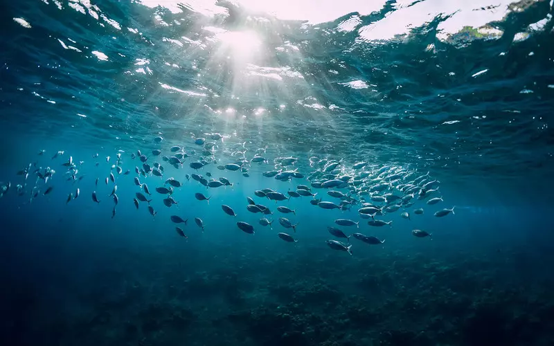 Only half of the species of fish can survive after warming the oceans