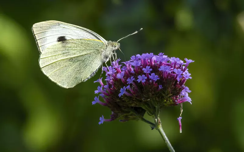 Apel do mieszkańców UK, aby policzyli motyle w swojej okolicy