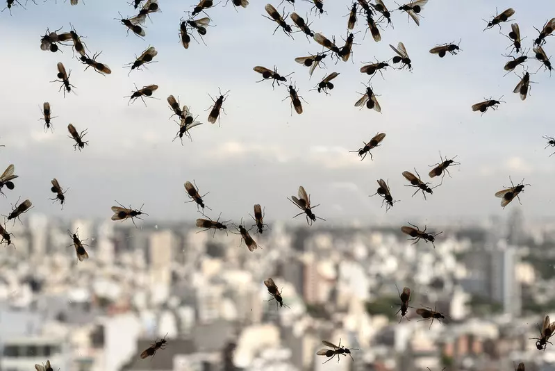 Londyn: Ostrzeżenie przed inwazją latających mrówek