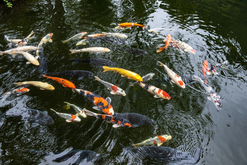 USA: Asian carp was given a new name, the old one was considered racist