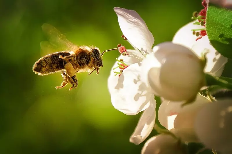 Pszczoły i zapylacze zagrożone na całym świecie, w tym w Europie Zachodniej