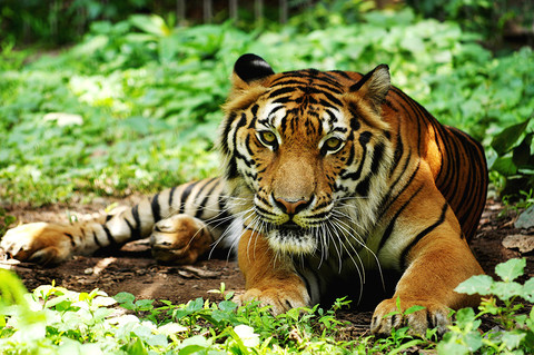 Tygrysy, pumy, aligatory: Tysiące niebezpiecznych zwierząt w brytyjskich domach