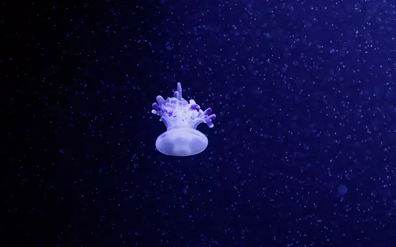Hiszpania: Gigantyczne meduzy pojawiły się u południowych wybrzeży kraju