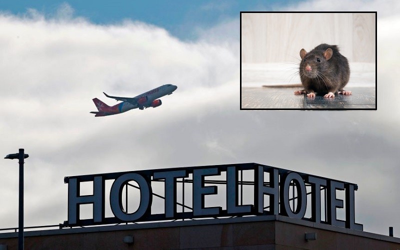 Londyn: Szczury w hotelu, w którym podróżni odbywają przymusową kwarantannę