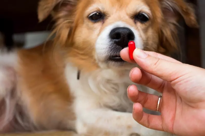 Lek dla psów skutecznie hamuje Covid-19