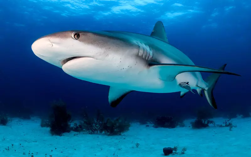 Swimmers evacuated from British beach after large shark spotted close to shore