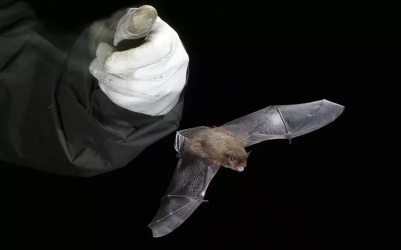 Bat killed by cat after making epic 1,254 mile flight from London to Russia