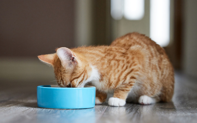 At least 330 cats feared to have died from mysterious illness