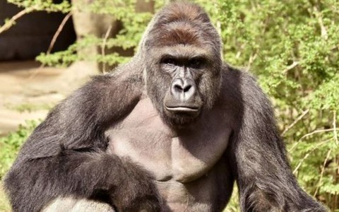 Four-year-old boy falls 12 feet into zoo enclosure and is grabbed and dragged by 400-lb gorilla 