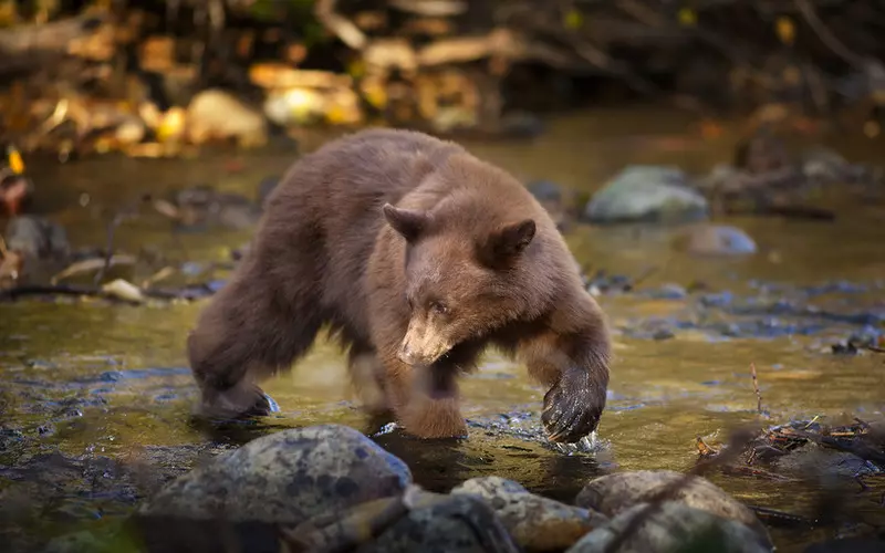 USA: Turysta przestraszony przez niedźwiedzia w śmietniku złożył pozew