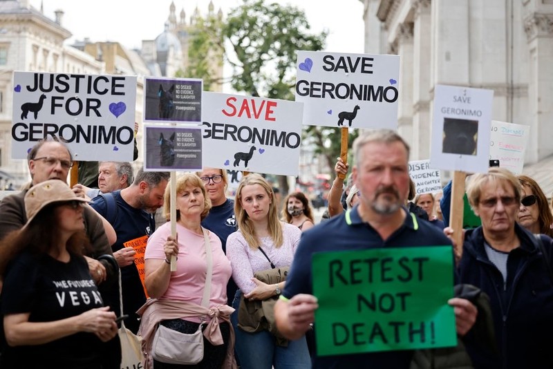 Geronimo the alpaca: High Court bid to save animal refused