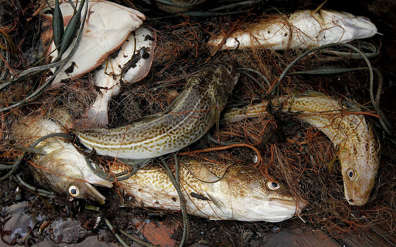 Scientists: Baltic cod will not recover anymore