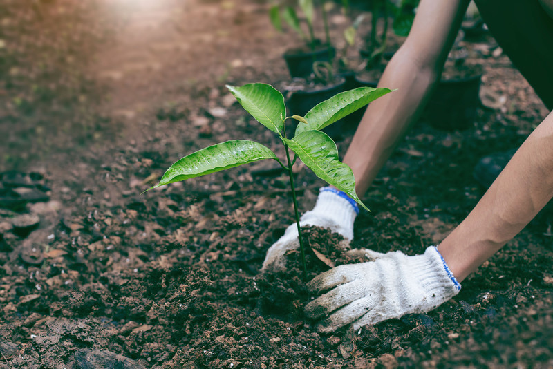 Sweden: Poles used for forest planting
