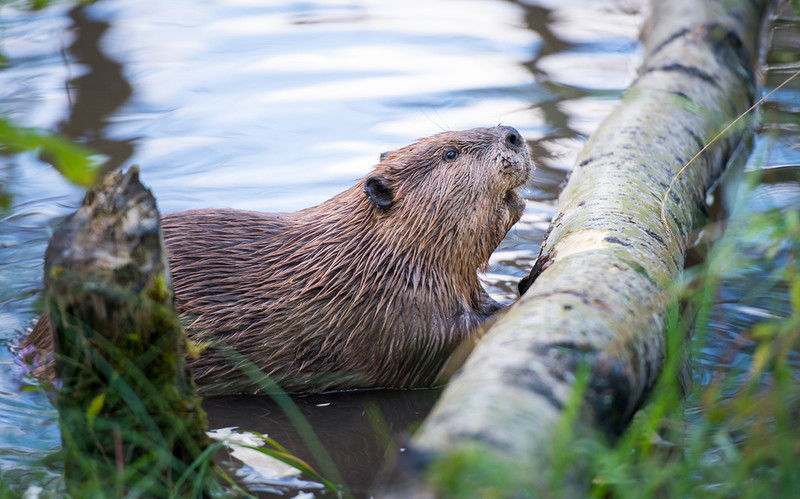 More beavers to be let loose in English rivers with legal protection