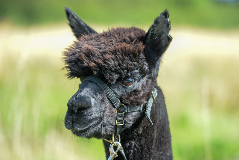 Geronimo the alpaca executed after being dragged to his death under police escort