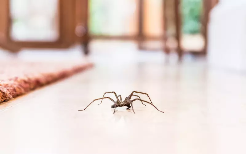 UK: Uwaga na "rozochocone" pająki. Zbliża się ich sezon godowy