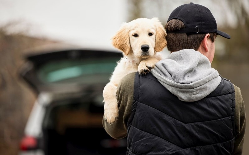 Theft of pets in the UK will be a separate crime