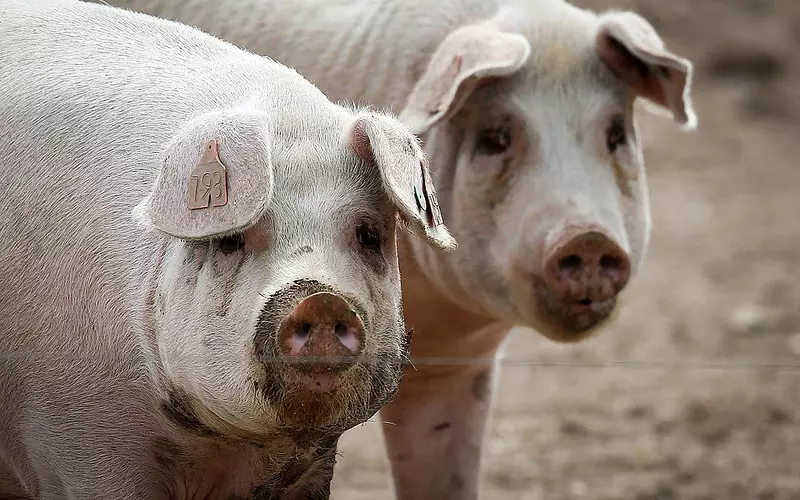 Up to 100,000 pigs ‘could be destroyed due to post-Brexit shortage of butchers’