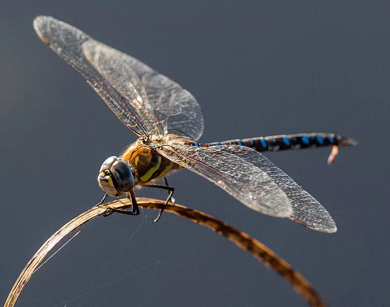 British dragonfly numbers soar as warming climate attracts new species 