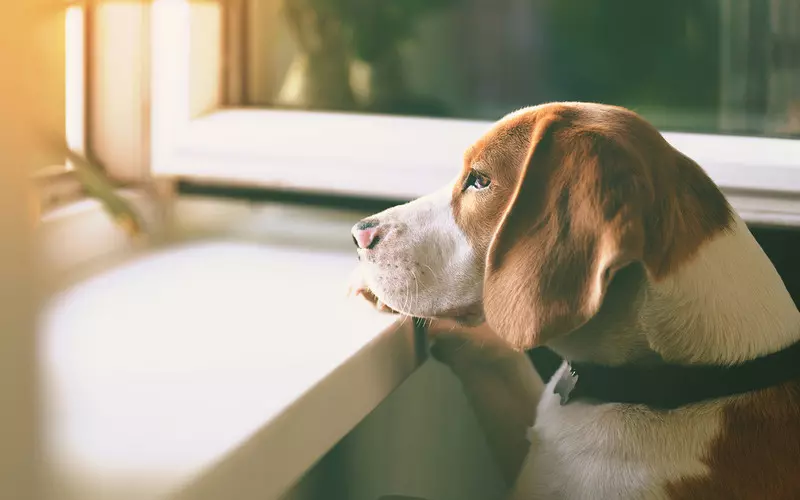 BBC: Coraz więcej Brytyjczyków chce zwrócić swoje psy do adopcji