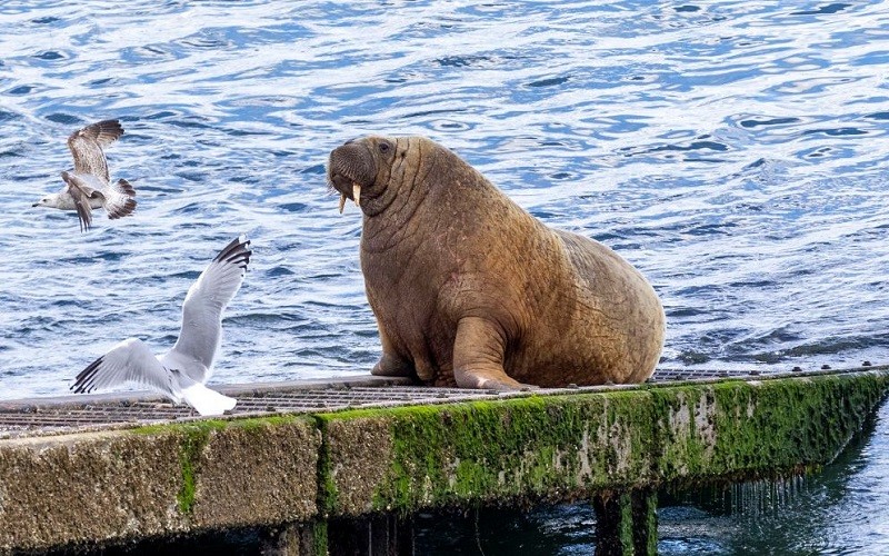 The Norwegian walrus "terrorizes" the British coast