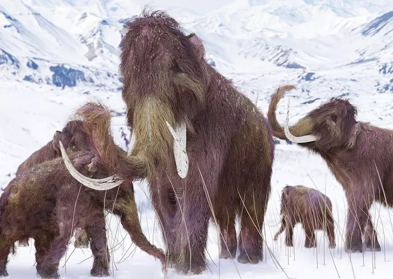 Naukowcy chcą odtworzyć mamuty. "Pierwsze mamuciątko już za 6 lat"