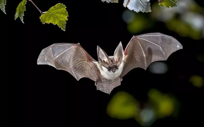 Cambodia: Bat researchers collect data on the origin of SARS-CoV-2