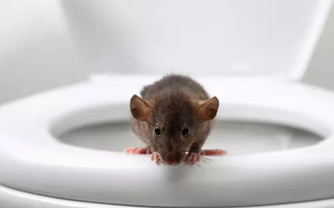 Rats ‘as big as cats’ now invading homes through toilets