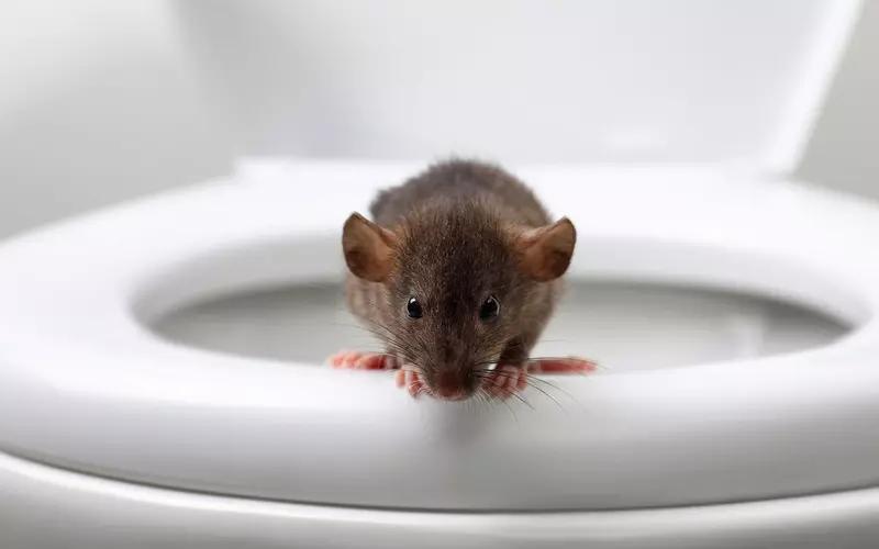 Rats ‘as big as cats’ now invading homes through toilets