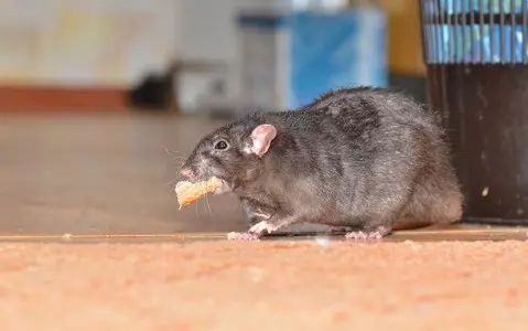 Finland: Rats caused more costly damage to homes during the pandemic