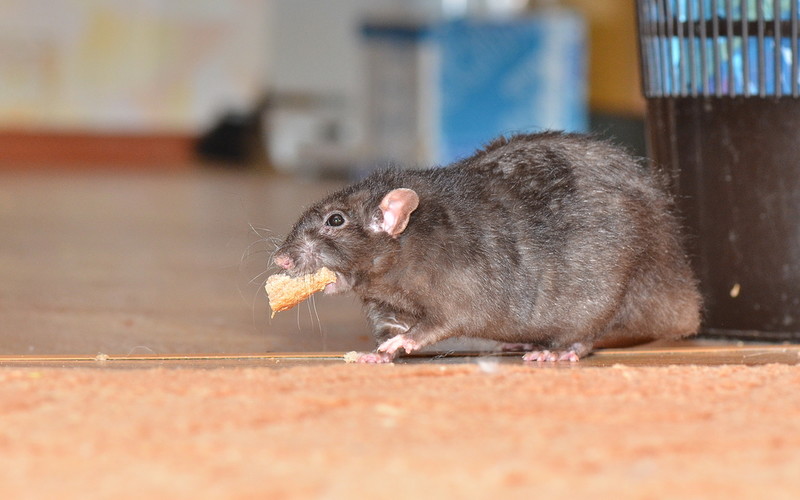 Szczury w Finlandii niszczą domy