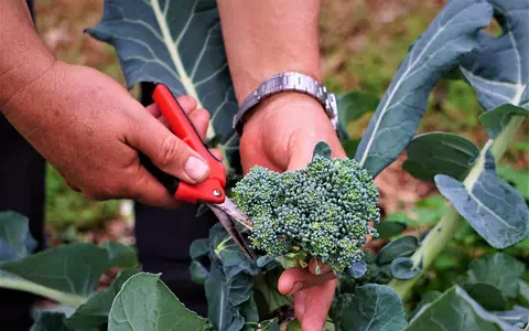 Lincolnshire farm will pay you £30 an hour to pick broccoli