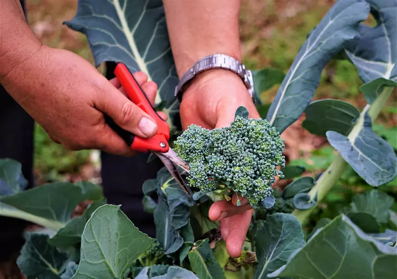 Lincolnshire farm will pay you £30 an hour to pick broccoli