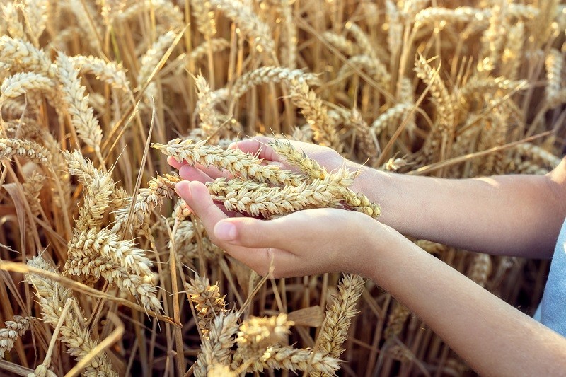 UK moves to allow gene-edited crops