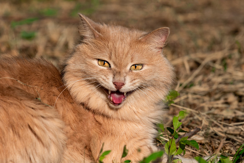 Netherlands: Accused of trying to kill the prime minister, he was carrying a medicine for cats