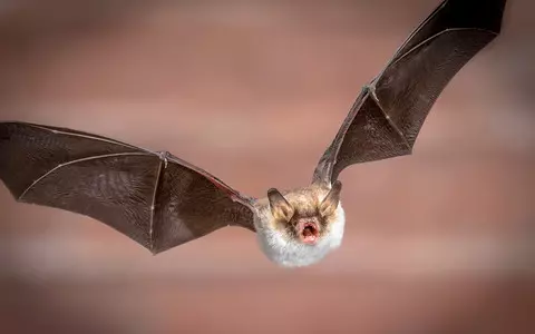 USA: The man woke up with a bat around his neck. He died a month later of rabies