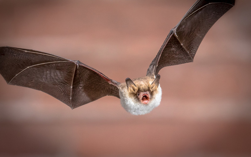 USA: The man woke up with a bat around his neck. He died a month later of rabies