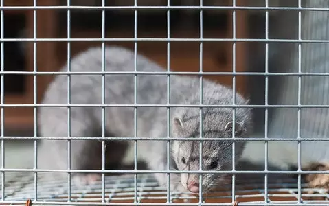 Finland to vaccinate fur-farm animals against Covid