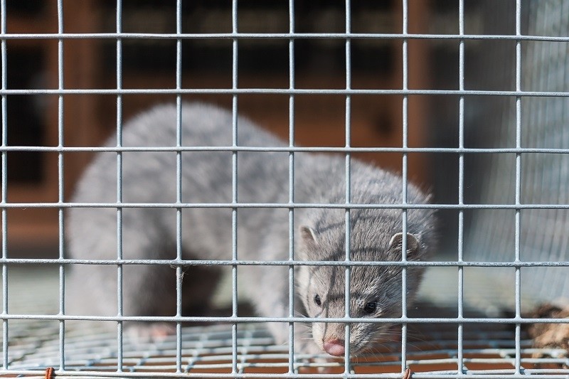 Finland to vaccinate fur-farm animals against Covid