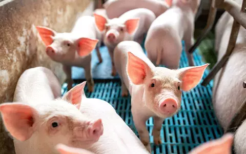 Due to the lack of butchers, up to 150,000 pigs can be slaughtered in farms